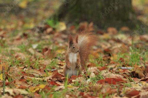 Red squirrel stands on hind legs in the middle of fallen autumn foliage © vzmaze