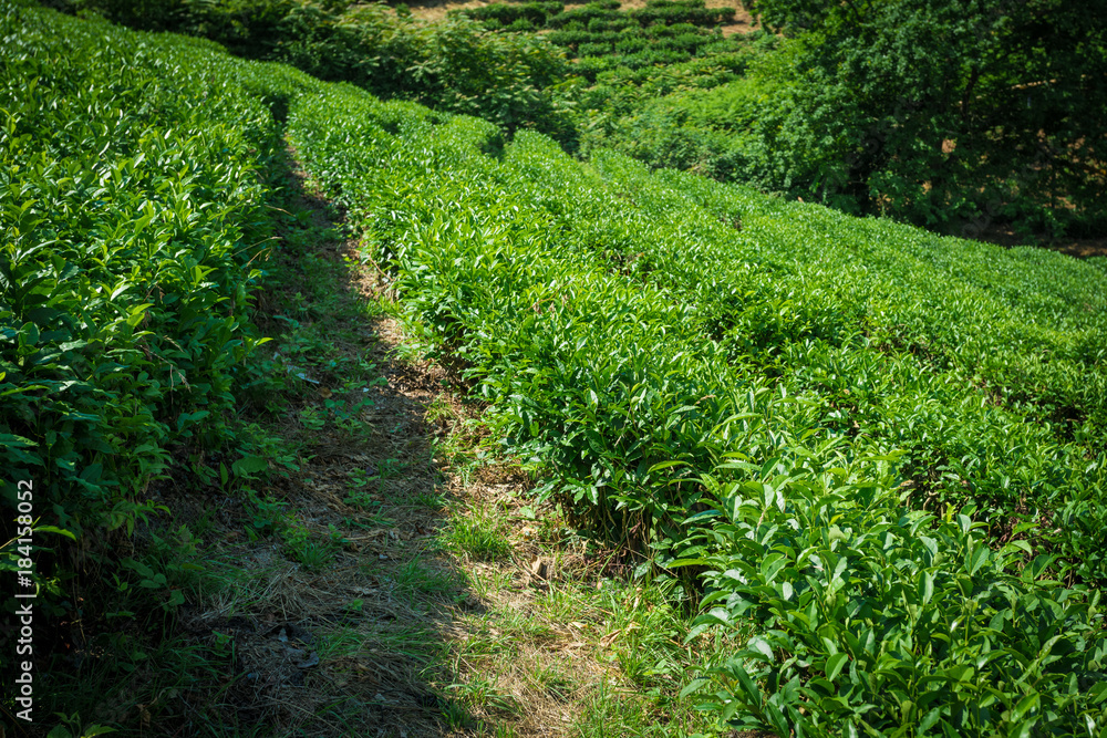 tea plantations in Sochi, Russia