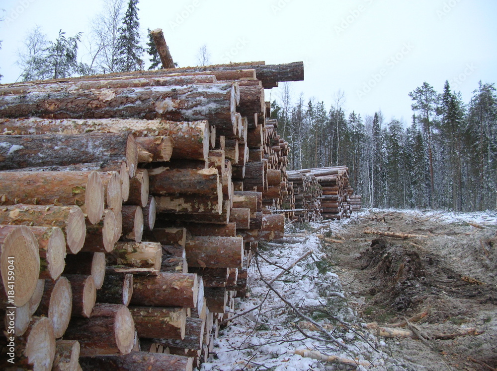 timber harvesting timber harvesting