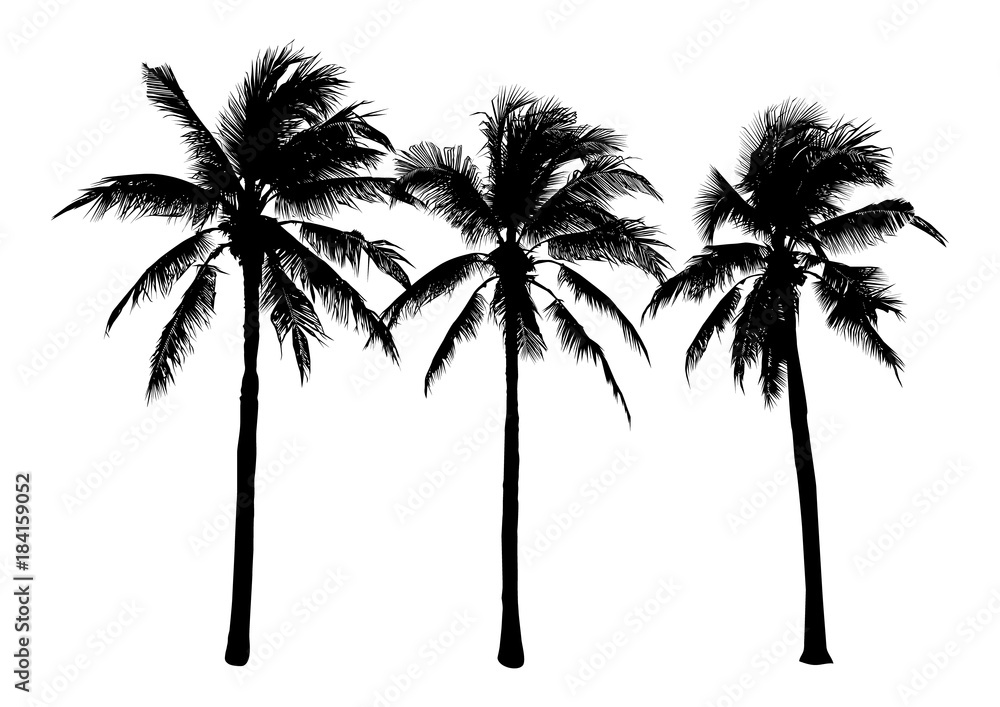 Fototapeta premium set of black silhouette coconut tree, isolated natural plant sign, silhouette vector illustration