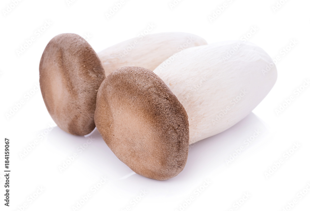 King oyster mushroom Pleurotus eryngii on white background King oyster mushroom Pleurotus eryngii on white background