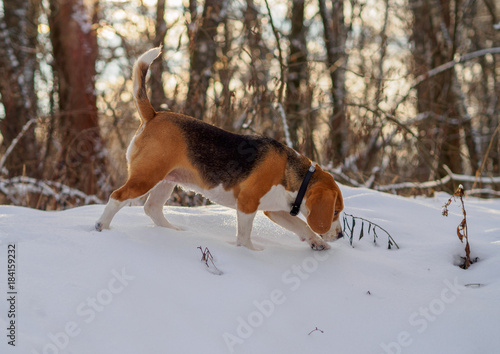 Fototapeta Naklejka Na Ścianę i Meble -  Beagle dog walking in the winter forest at Sunny day