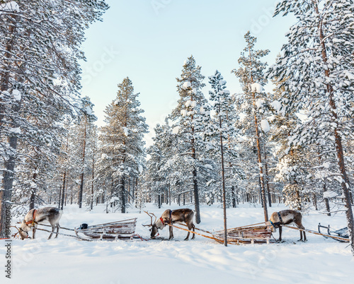 Reindeer safari