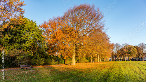 Autumn Colours - Trees in Victoria Park, Worthing