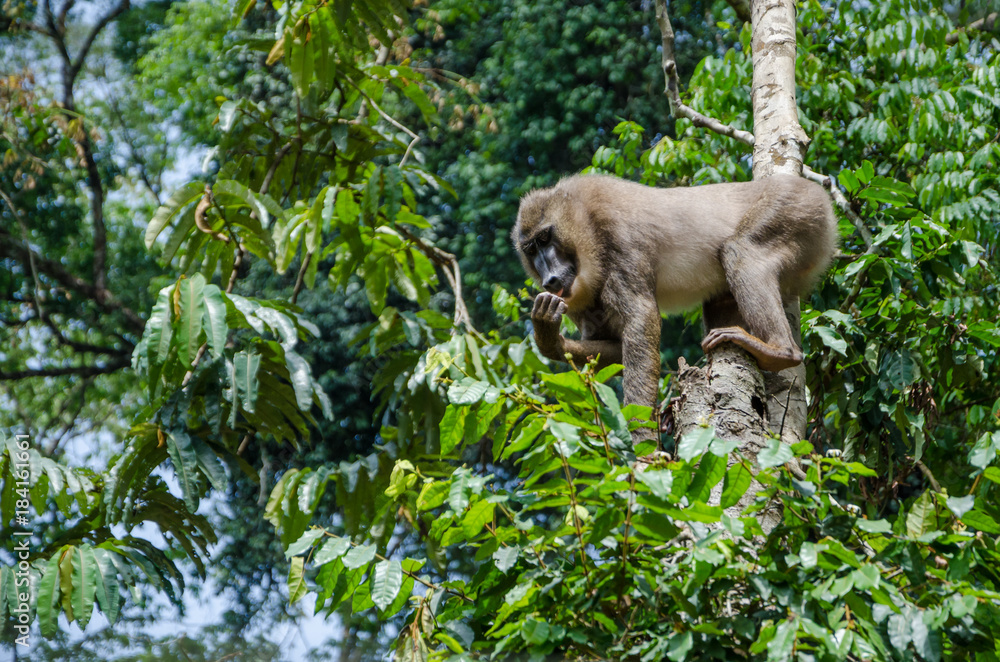 Obraz premium Drill monkey climbing tree and feeding on berries in rain forest of Nigeria