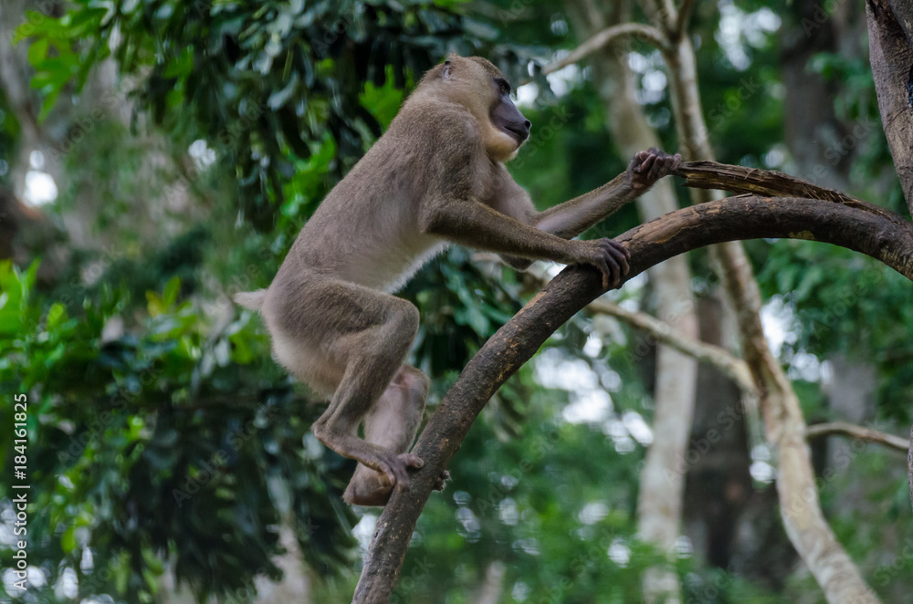 Young drill monkey climbing tree in rain forest of Nigeria Young drill monkey climbing tree in rain forest of Nigeria