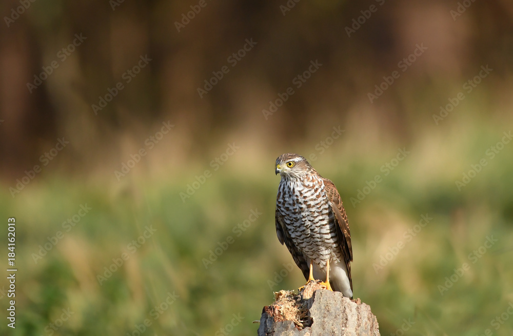 Sperber-Weibchen accipiter nisus