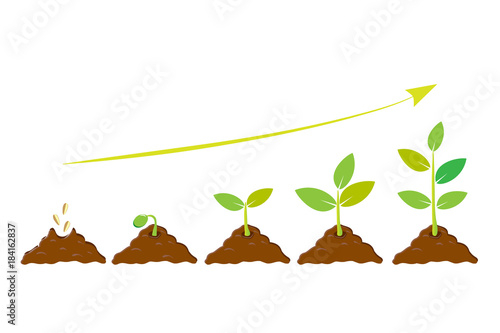 Planting seed sprout in ground. Infographic sequence grow sapling. Seedling gardening tree. Icon, flat isolated on white background. Vector