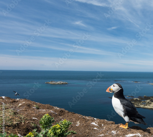 puffin looking out to sea from Isle of Lunga Hebrides
