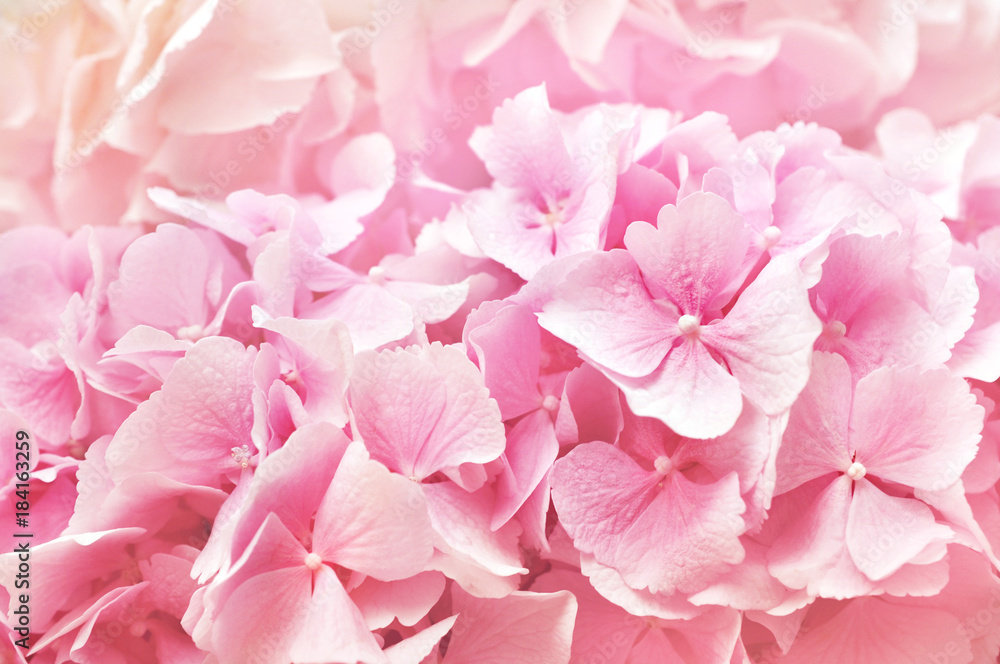 Summer blossoming hydrangea, flower bokeh background, pastel and soft floral card