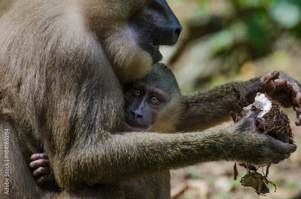 Drill monkey baby in arms of mother in rain forest of Nigeria