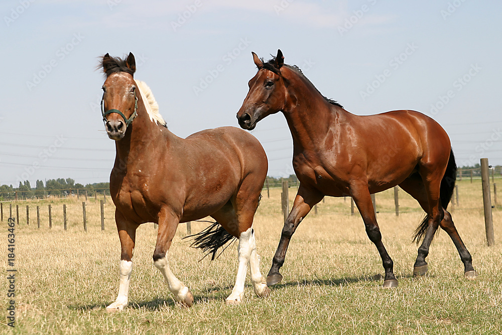Obraz premium Pferde auf der Weide von Reitstall