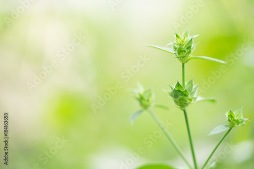 Green nature with copy space using as background or wallpaper.