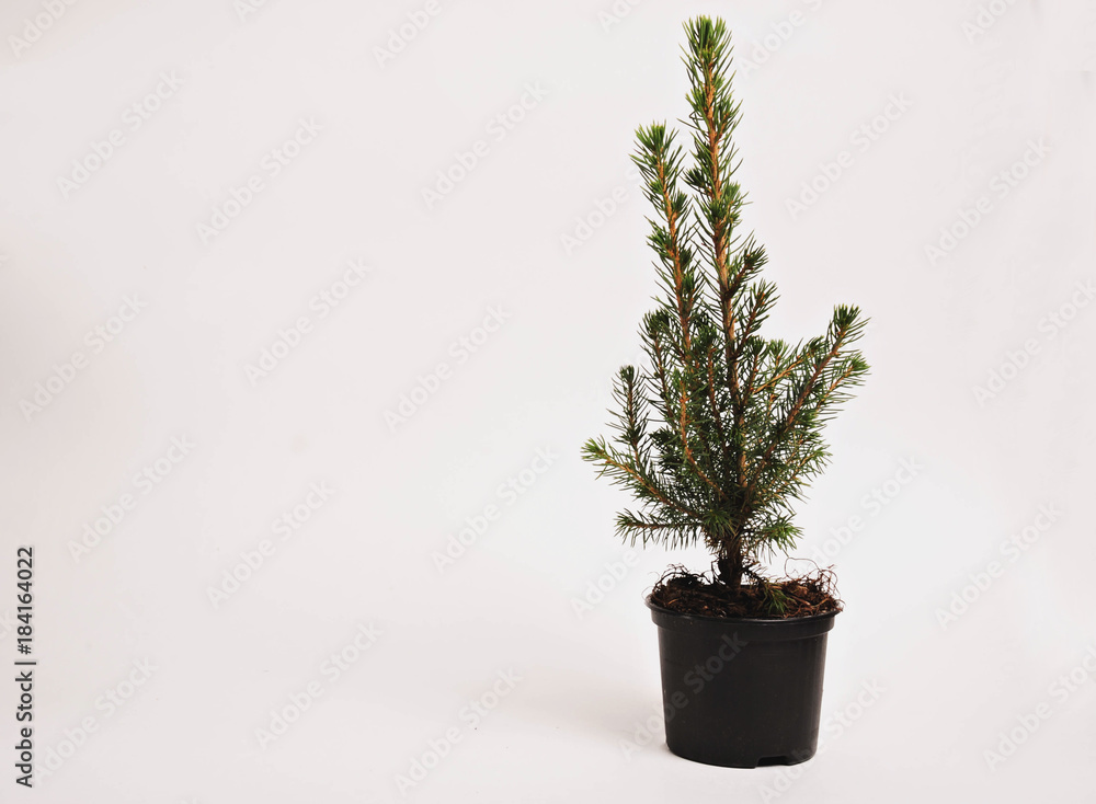 fir-tree in a black pot , White background fir-tree in a black pot , White background