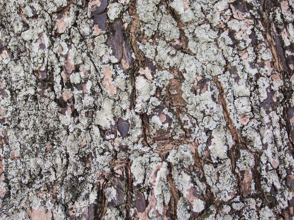 Rough old tree bark closeup photo texture. Rustic tree trunk closeup. Rough old tree bark closeup photo texture. Rustic tree trunk closeup.