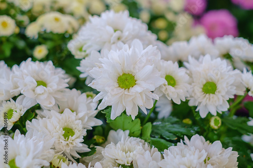 Beautiful white flower blooming in a garden