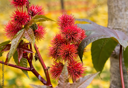 spike red flower oil castor (Ricinus Communis) plant, a beautiful bright plant toxic dangerous photo