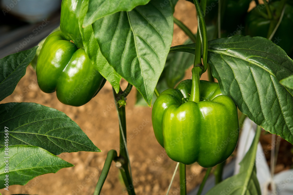 Green chili pepper on the farm (selective focus) Green chili pepper on the farm (selective focus)