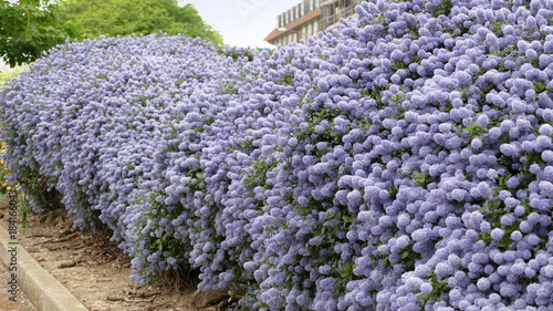 Ceanothus hedge photo