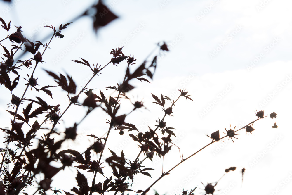 Roselle flowers on sky background Roselle flowers on sky background