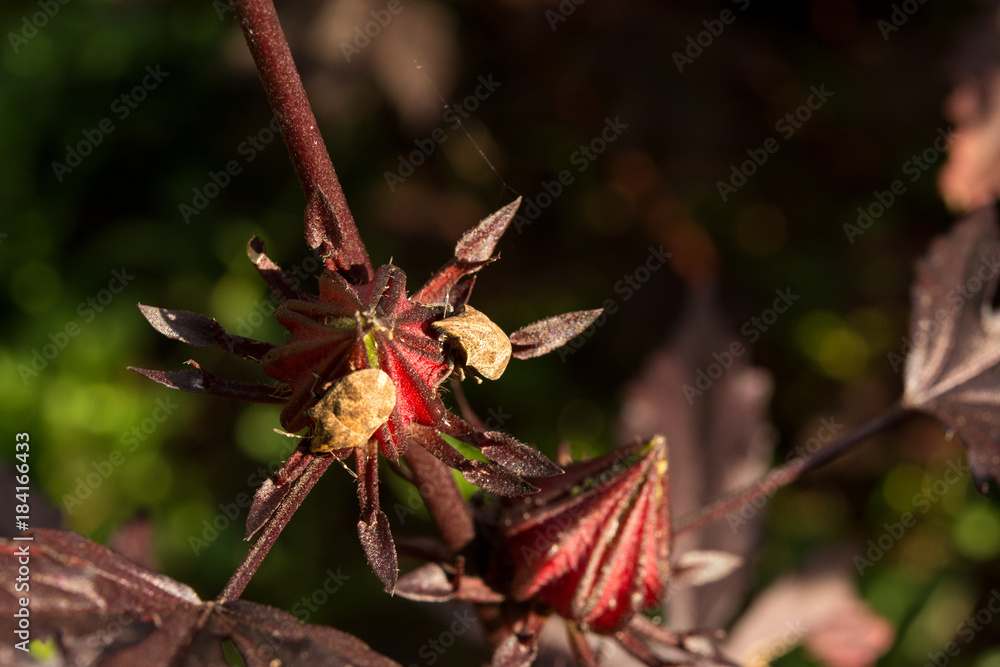 Closeup roselle flowers on tree, Colors of nature