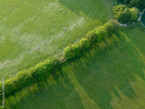 Overhead view of line of trees and sheep with long shadows