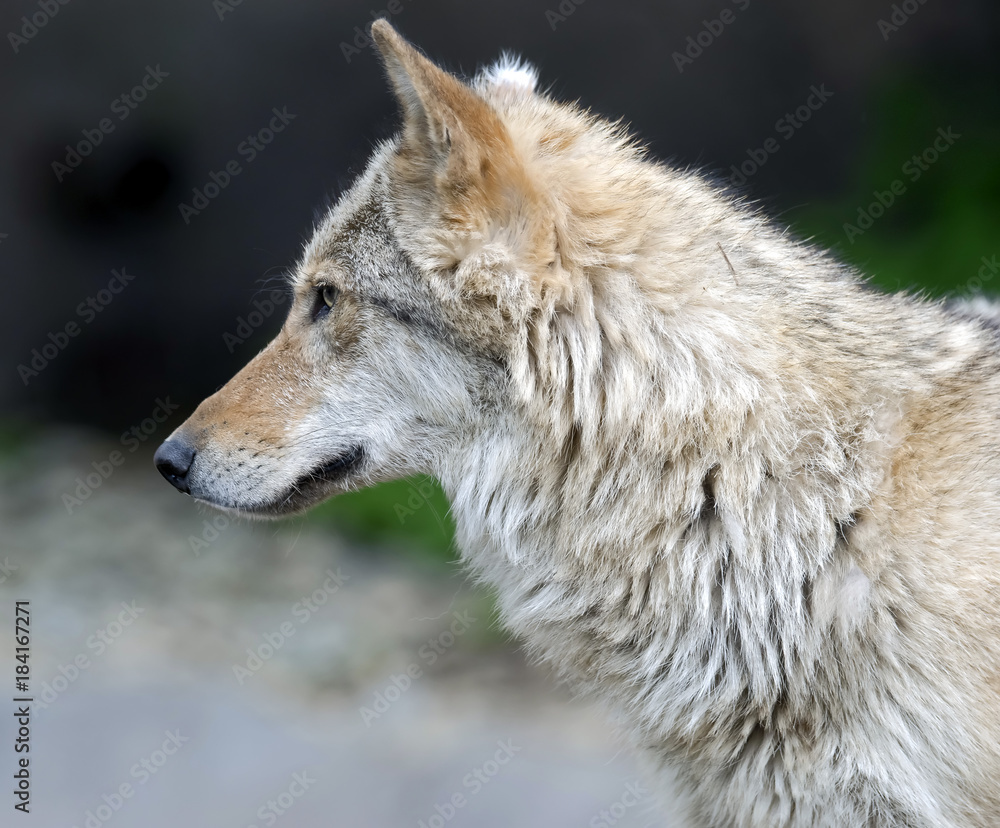 Grey wolf. Latin name - Canis lupus