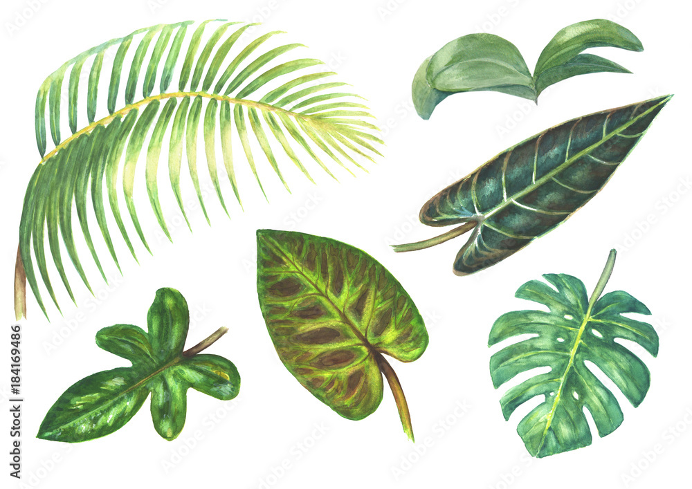 Set of tropical exotic plants