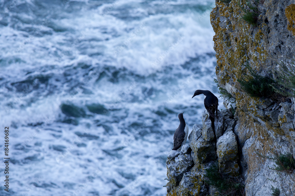 Guillemots in their harsh environment at the island of Stora Karlsö in Sweden.