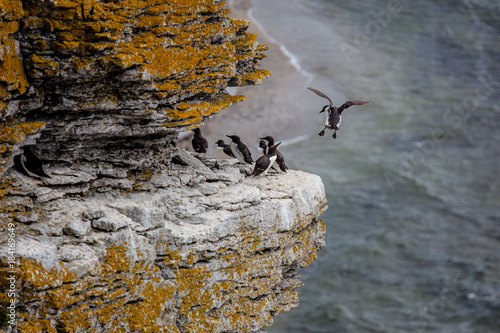 Guillemots in their harsh environment at the island of Stora Karlsö in Sweden. Landing on a cliff in hard wind.