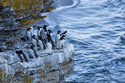 Guillemots in their harsh environment at the island of Stora Karlsö in Sweden. photo