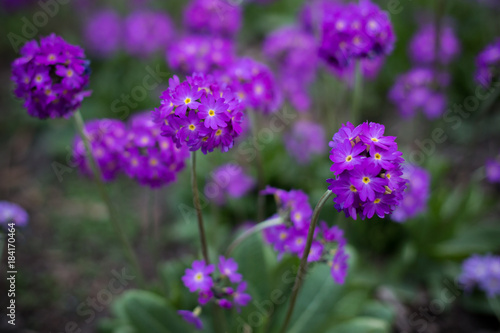 lilac wild flowers