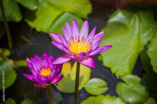 lotus on a pond