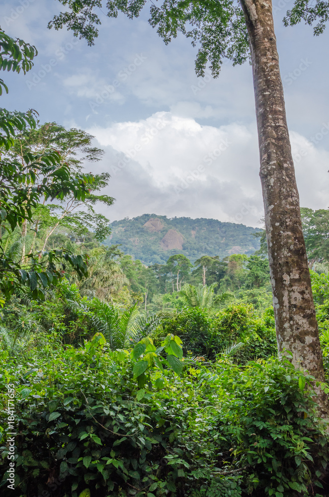 Landscape with lush green rain forest with tall old tree and green hill in background, Nigeria