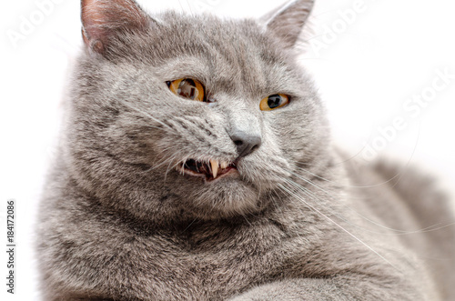 cat breed British  smirking and grimace