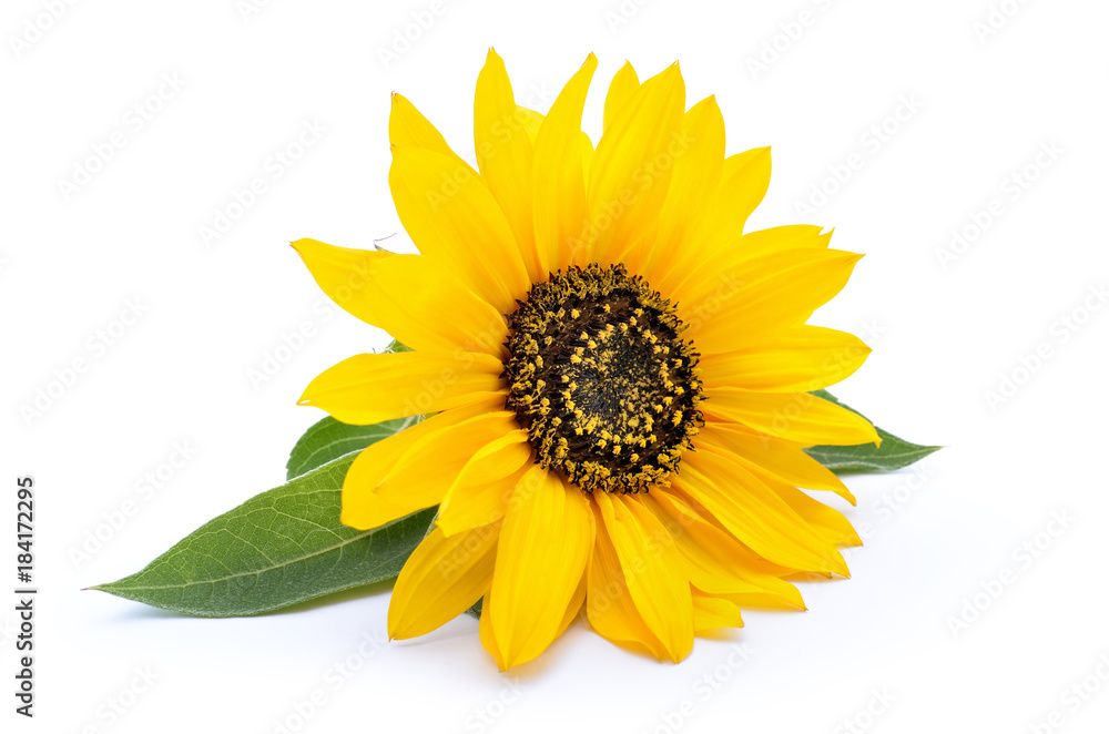 Obraz premium Sunflower with leaves isolated on white background