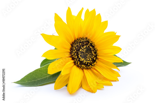 Fototapeta Naklejka Na Ścianę i Meble -  Sunflower with leaves isolated on white background