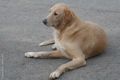 Stray dog resting on the street.