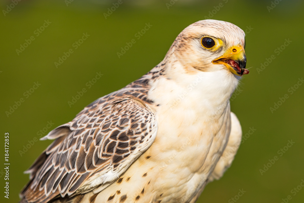Sakerfalke Sakerfalke