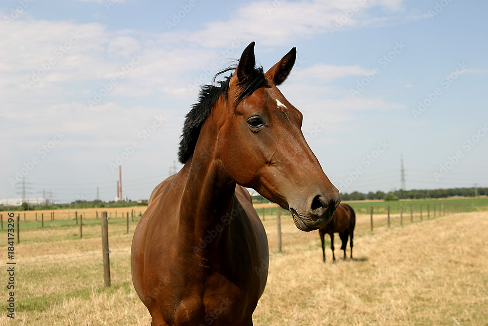 Pferde auf der Weide von Reitstall Pferde auf der Weide von Reitstall