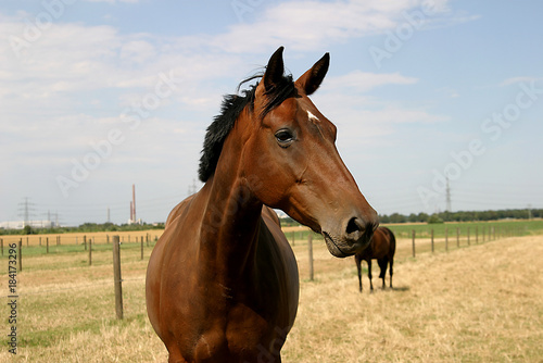 Pferde auf der Weide von Reitstall © R+R