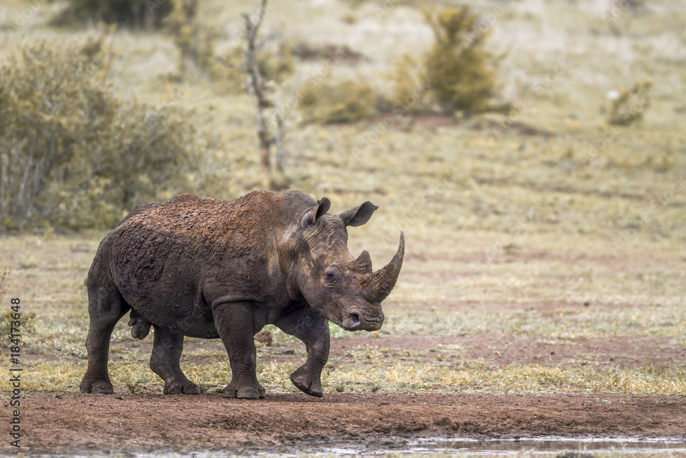 Southern white rhinoceros in Kruger National park, South Africa Southern white rhinoceros in Kruger National park, South Africa