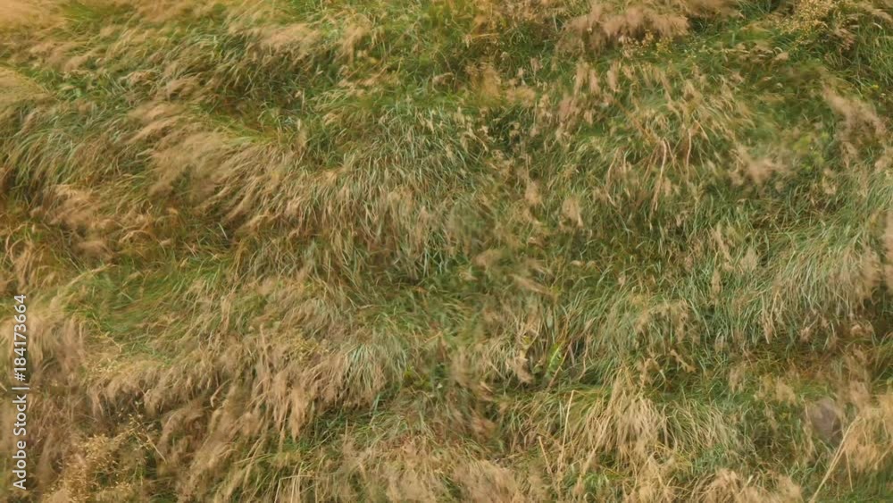 ICELAND grass Gras wind ICELAND grass Gras wind
