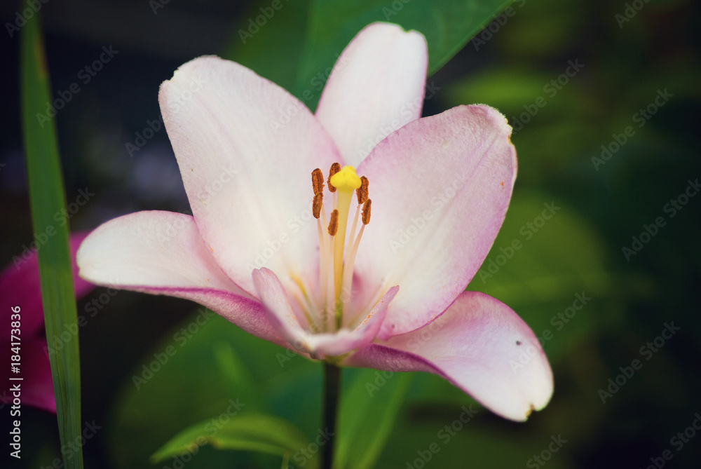 Fototapeta premium pink lily