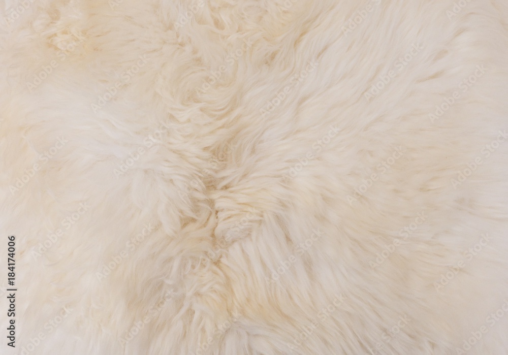 Detail of White Fluffy Wool Texture Background Detail of White Fluffy Wool Texture Background