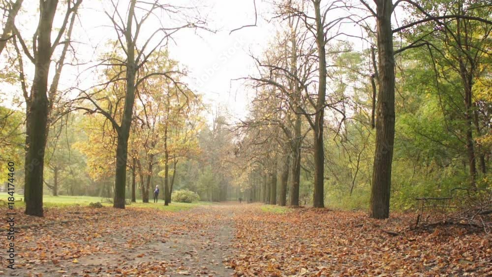 Autumn fall Gold with Leaves Trees in a beautiful park with sun day Autumn fall Gold with Leaves Trees in a beautiful park with sun day