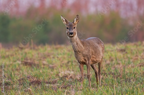 Spring in the nature. Roe deer  Capreolus capreolus  at sunrise with warm color. Spring deer female on field.