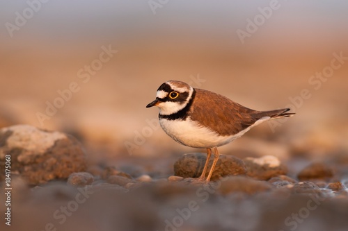 Little ringed plover during sunset with beautiful warm orange background, Charadrius dubius, little wading bird in its natural environment photo