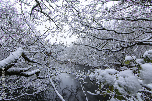 Winter woodland - Wirral country park © Steve Bridge