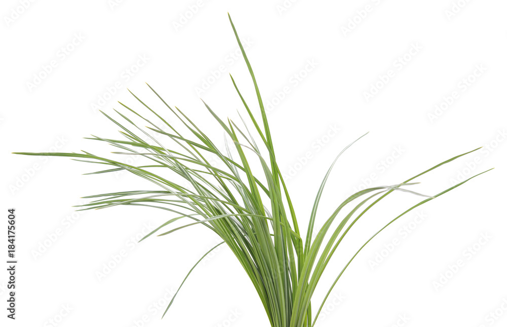 Naklejka premium Bush of green sedges.